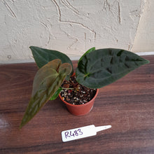 Load image into Gallery viewer, #R483 Anthurium (Papillilaminum x Black Sensation) x