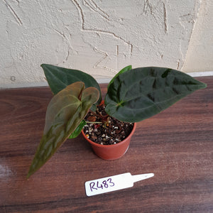 #R483 Anthurium (Papillilaminum x Black Sensation) x