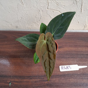 #R483 Anthurium (Papillilaminum x Black Sensation) x