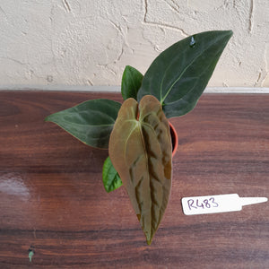 #R483 Anthurium (Papillilaminum x Black Sensation) x