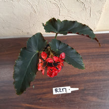 Load image into Gallery viewer, #R217 Begonia Unknown