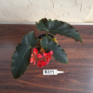 #R217 Begonia Unknown