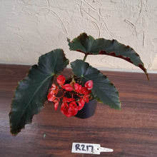 Load image into Gallery viewer, #R217 Begonia Unknown