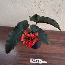 Load image into Gallery viewer, #R217 Begonia Unknown