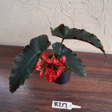 #R217 Begonia Unknown