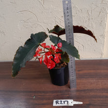 Load image into Gallery viewer, #R217 Begonia Unknown