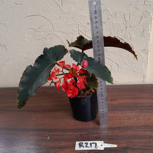 #R217 Begonia Unknown