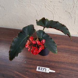 #R217 Begonia Unknown