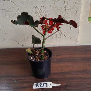 #R217 Begonia Unknown