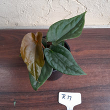 Load image into Gallery viewer, #R17 Anthurium Dark Complex - With Pup - A lot of luxurians genes