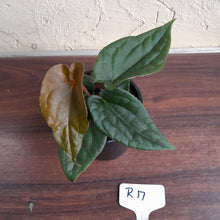 Load image into Gallery viewer, #R17 Anthurium Dark Complex - With Pup - A lot of luxurians genes