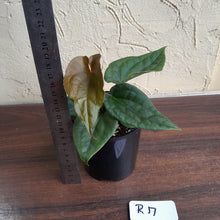 Load image into Gallery viewer, #R17 Anthurium Dark Complex - With Pup - A lot of luxurians genes