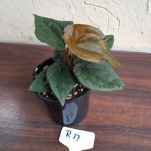 Load image into Gallery viewer, #R17 Anthurium Dark Complex - With Pup - A lot of luxurians genes