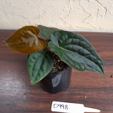 Load image into Gallery viewer, #D998 Anthurium Dark Complex - A lot of luxurians genes