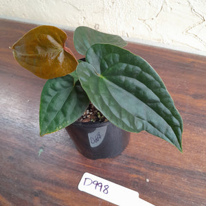 #D998 Anthurium Dark Complex - A lot of luxurians genes