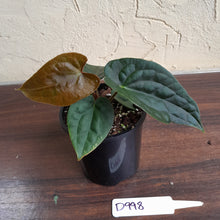 Load image into Gallery viewer, #D998 Anthurium Dark Complex - A lot of luxurians genes