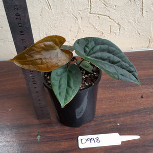 #D998 Anthurium Dark Complex - A lot of luxurians genes