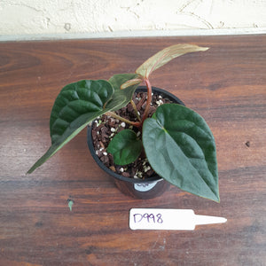 #D998 Anthurium Dark Complex - A lot of luxurians genes