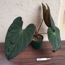 Load image into Gallery viewer, #R89 Anthurium Papillilaminum x