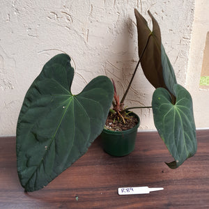 #R89 Anthurium Papillilaminum x