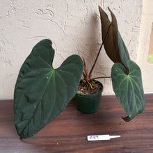 Load image into Gallery viewer, #R89 Anthurium Papillilaminum x