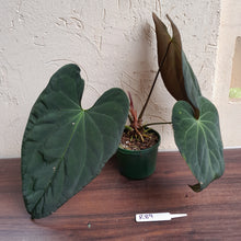 Load image into Gallery viewer, #R89 Anthurium Papillilaminum x