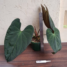 Load image into Gallery viewer, #R89 Anthurium Papillilaminum x