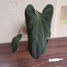 Load image into Gallery viewer, #R89 Anthurium Papillilaminum x