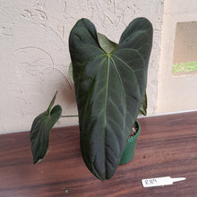 Load image into Gallery viewer, #R89 Anthurium Papillilaminum x