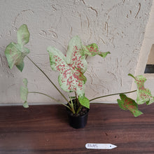 Load image into Gallery viewer, #R485 Caladium - Multiple in Pot