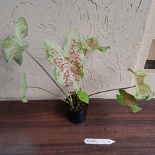 Load image into Gallery viewer, #R485 Caladium - Multiple in Pot