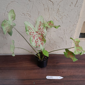 #R485 Caladium - Multiple in Pot