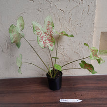 Load image into Gallery viewer, #R485 Caladium - Multiple in Pot