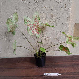 #R485 Caladium - Multiple in Pot