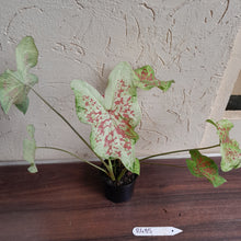 Load image into Gallery viewer, #R485 Caladium - Multiple in Pot