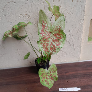 #R485 Caladium - Multiple in Pot