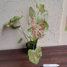 Load image into Gallery viewer, #R485 Caladium - Multiple in Pot