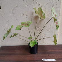 Load image into Gallery viewer, #R485 Caladium - Multiple in Pot