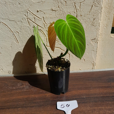 #54 Philodendron Splendid