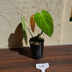 #54 Philodendron Splendid