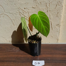 Load image into Gallery viewer, #54 Philodendron Splendid