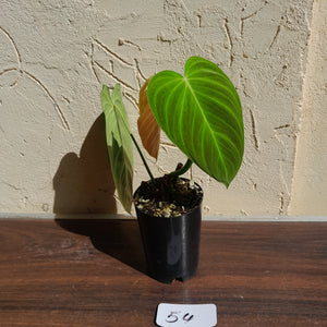#54 Philodendron Splendid