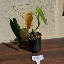 Load image into Gallery viewer, #54 Philodendron Splendid