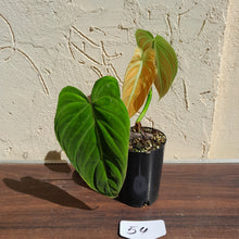 Load image into Gallery viewer, #54 Philodendron Splendid