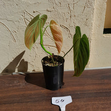 Load image into Gallery viewer, #54 Philodendron Splendid