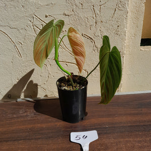 #54 Philodendron Splendid