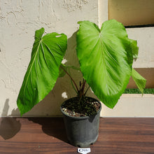 Load image into Gallery viewer, #G25 Huge Flowering Anthurium Schottianum