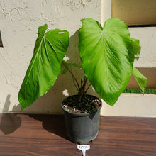 Load image into Gallery viewer, #G25 Huge Flowering Anthurium Schottianum