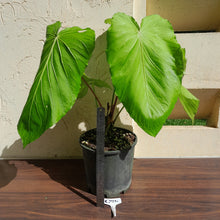 Load image into Gallery viewer, #G25 Huge Flowering Anthurium Schottianum