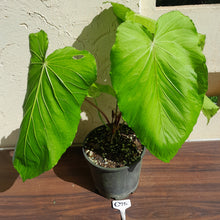 Load image into Gallery viewer, #G25 Huge Flowering Anthurium Schottianum